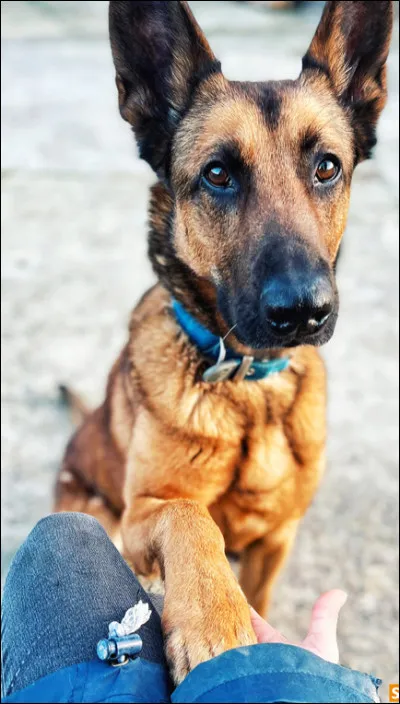 Quel est ce beau chien ?
