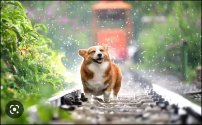 Quel est ce petit chien ?