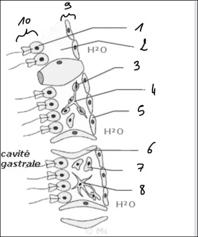 Quelles sont les légendes ?