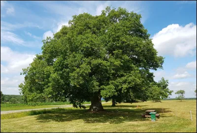 Dans quel arbre pousse le gland ?