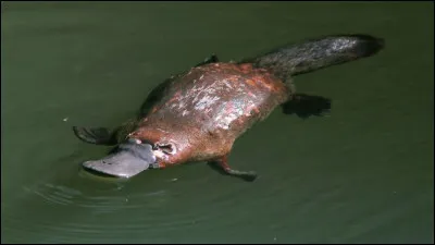 Quelle est la bonne orthographe de cet animal semi-aquatique endémique de l'est de l'Australie et de la Tasmanie ?