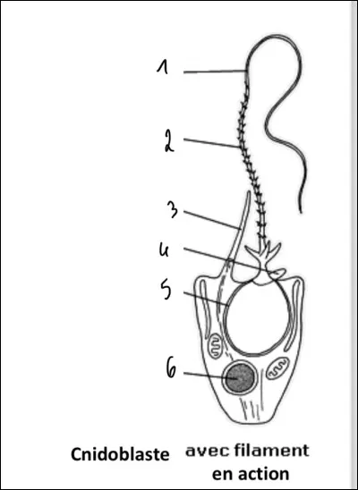 Complétez le schéma :