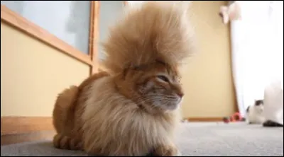 Quel est ton signe astrologique ?