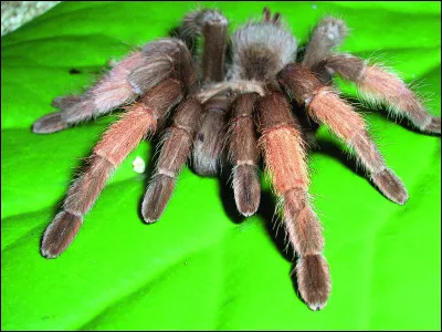 Comment te sens-tu face à une araignée ?
(Désolé pour l'image.)