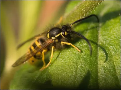 Comment te sens-tu face à une guêpe ?