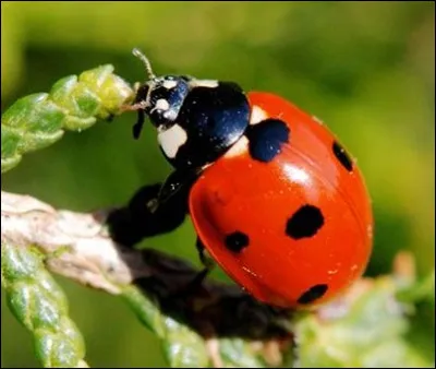 Quel est ce petit insecte très utile pour le jardinier ?