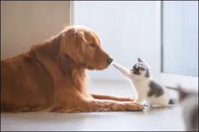 Quels sont ces deux animaux qui semblent s'être liés d'amitié ?