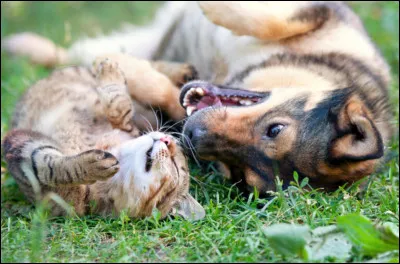 Quel animal de compagnie voudrais-tu avoir entre ceux-ci ?
