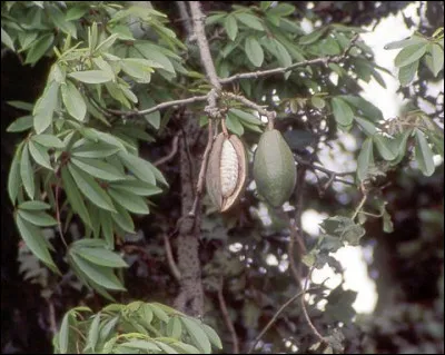Sur quel drapeau peut-on trouver un kapokier ?