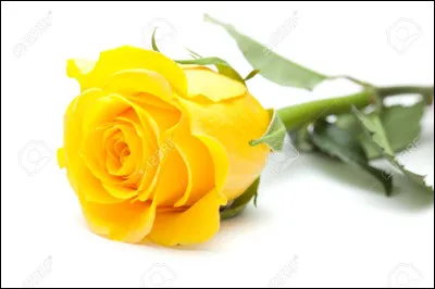 Quelle rose préfères-tu entre celles ci-dessous ?