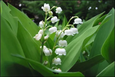 Comment appelle-t-on un ensemble de plusieurs clochettes de muguet ?