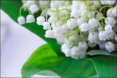 Dans le langage floral, quelle est la signification du muguet ?