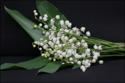 Quelle est la durée de vie dune fleur de muguet, une fois coupée ?