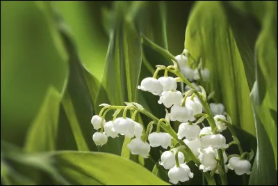 Quelle est la particularité du muguet par rapport à dautres plantes printanières ?