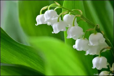 Quelle partie du muguet est toxique ?