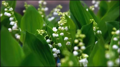 En général, quand le muguet fleurit-il en France ?