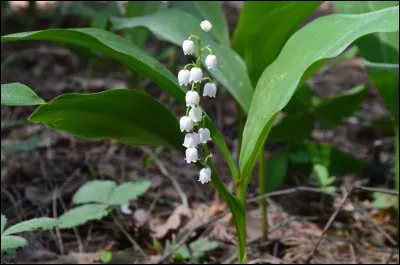 Quel est le nom scientifique du muguet ?