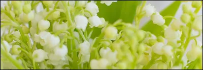 Combien de fleurs le muguet produit-il par tige ?