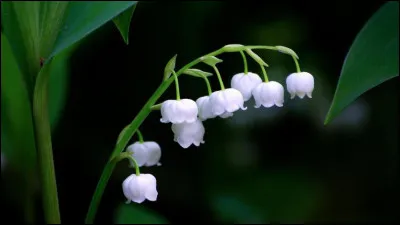 Le muguet est-il une plante annuelle ou vivace ?