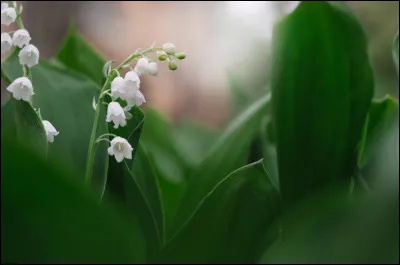 Dans quel type de sol le muguet préfère-t-il pousser ?