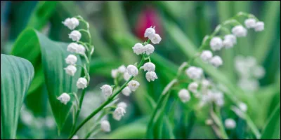Quel est le meilleur moment pour planter le muguet ?