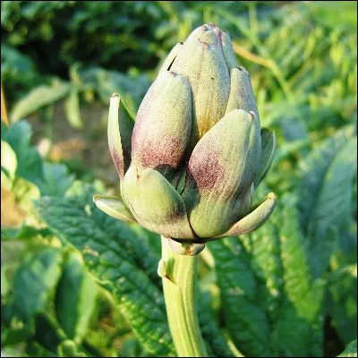 Quelle plante, dont une variété est dite "aux ânes", est apparentée à lartichaut ?