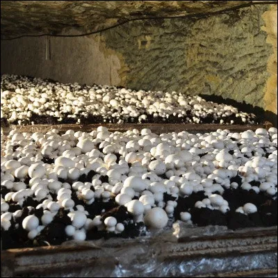 Quel habitat dinsectes, qui peut être monogyne ou polygyne, peut inclure des cultures de champignons ?