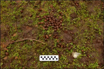 Comment est la maison d'Elizabeth Goudge, en 1940 ?