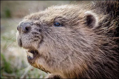 Quelles dents du castor sont particulièrement développées ?