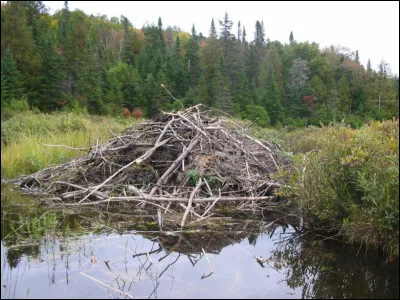 Quel est le nom de l'habitat du castor ?
