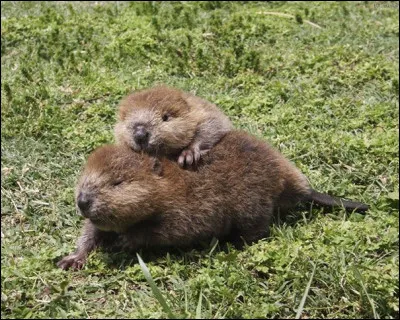 Quel nom donne-t-on aux bébés castors ?