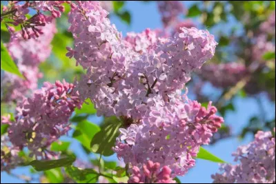 Le nom du lilas signifie "mauve" :
