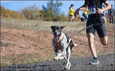 Aimerais-tu faire du sport avec ton animal ?