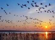 Test Quel oiseau es-tu ?