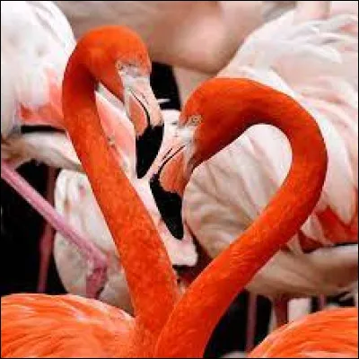 Qui a dit : "La plus intelligente est celle qui ne sait pas" ?