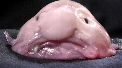 Tu vois un animal qui a l'air intéressant. Que fais-tu ?