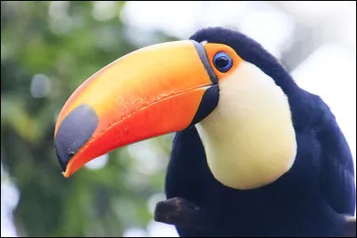 Le TOUcan vit dans les régions chaudes d'Amérique du Sud.