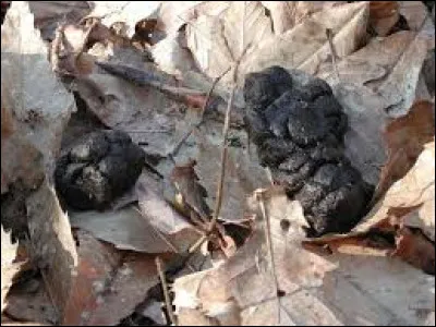 Comment s'appellent les crottes du sanglier ?