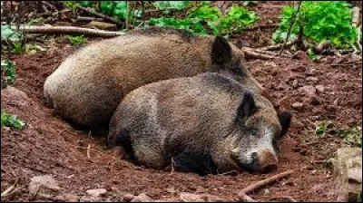 Quel est le nom des petits creux où les sangliers se reposent et dorment ?
