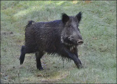 Quel est le terme utilisé pour désigner un sanglier mâle ayant entre deux et trois ans et ne vivant plus en compagnie ?
