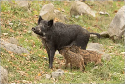 Quel est le nom de la femelle du sanglier ?