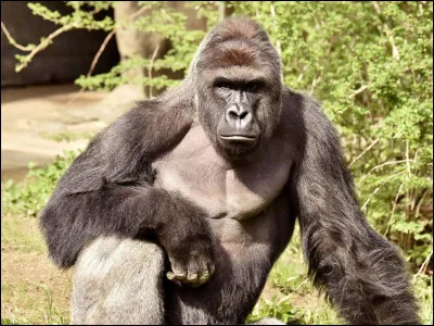 Quelle est l'alimentation des gorilles ?