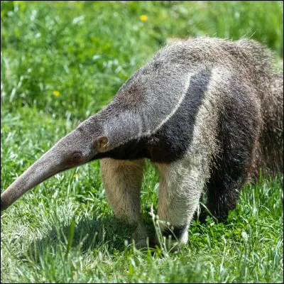 Quel est cet animal ?