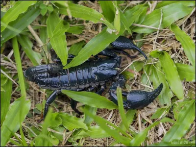 Combien de pattes possèdent les scorpions ?