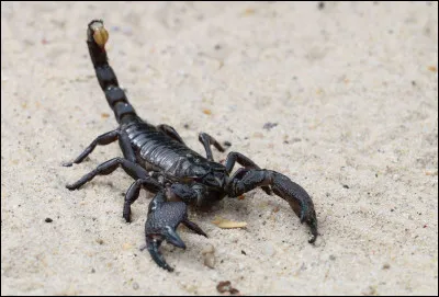 D'ailleurs en parlant de ça, à quelle espèce appartiennent-ils ?