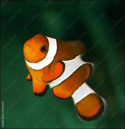 Comment se nomme ce poisson ?