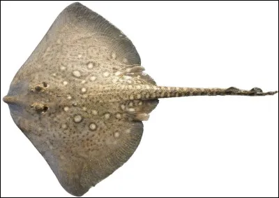 Le squelette des raies est...