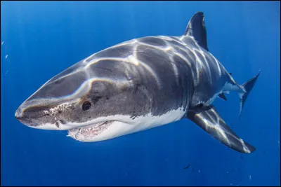 Et celui des requins est...