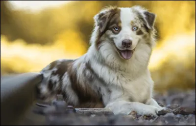 Quelle est la durée de vie moyenne de cette race ?