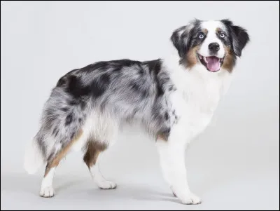 De quel groupe fait partie le berger australien ?